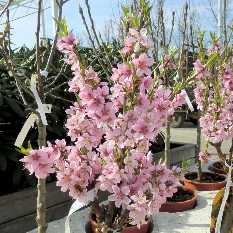 Zwergpfirsich - Prunus persica 'Bonanza' - rosa