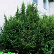 Taxus baccata 'Erecta': Bild 2/3