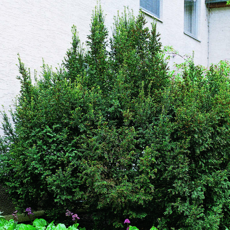 Breite Suleneibe - Taxus baccata 'Erecta'