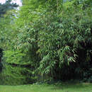 Pseudosasa japonica - Pfeilbambus