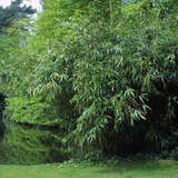 Pseudosasa japonica - Pfeilbambus