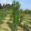Prunus domestica 'Ruby': Bild 9/10