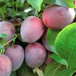 Prunus domestica 'Ruby': Bild 2/9