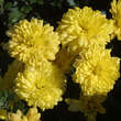 Chrysanthemum indicum 'Citronella': Bild 6/6