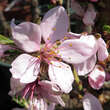 Prunus amygdalus 'Tesarova': Bild 1/2
