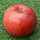 Malus domestica 'Galina' - Zwergapfel