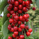 Prunus avium 'Claudia' - Säulenkirsche