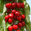 Prunus av. 'Sara': Bild 1/3