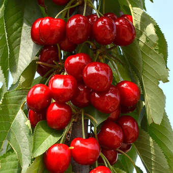 Prunus av. 'Sara'