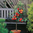Malus dom. 'Croquella' - Zwergapfel
