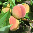 Prunus persica 'Diamond': Bild 1/7