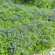 Buglossoides purpurocaerulea: Bild 3/5