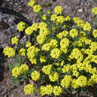 Alyssum montanum 'Berggold': Bild 1/3