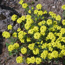 Alyssum montanum 'Berggold' - Bergsteinkraut