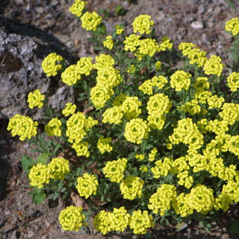 Alyssum montanum 'Berggold'