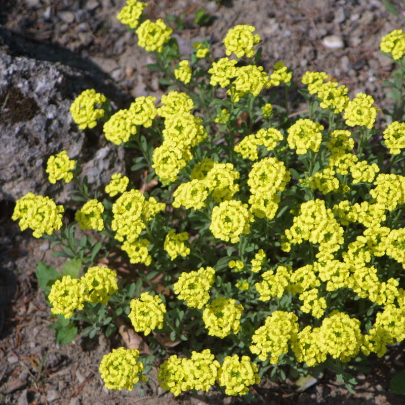 Steinkraut - Alyssum montanum 'Berggold' - gelb