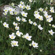 Anemone sylvestris: Bild 7/7