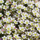 Moos-Steinbrech - Saxifraga arendsii 'White Pixie'