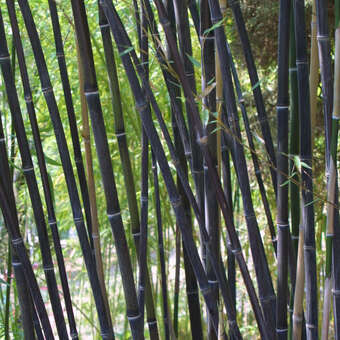 Schwarzer Bambus - Phyllostachys nigra - grn