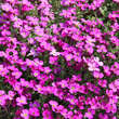 Aubrieta 'Royal Red': Bild 1/1