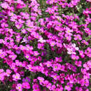 Aubrieta 'Royal Red' - Blaukissen