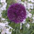 Allium aflat. 'Purple Sensation': Bild 3/3