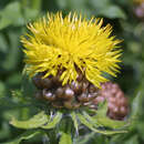 Centaurea macrocephala - Gelbe Flockenblume