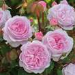 Rose 'Olivia Rose Austin': Bild 1/11