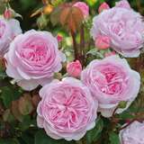 Rose 'Olivia Rose Austin' - Englische Strauchrose