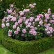 Rose 'Olivia Rose Austin': Bild 12/12