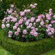 Rose 'Olivia Rose Austin': Bild 10/10