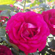 Rose 'Belles Rives': Bild 2/3