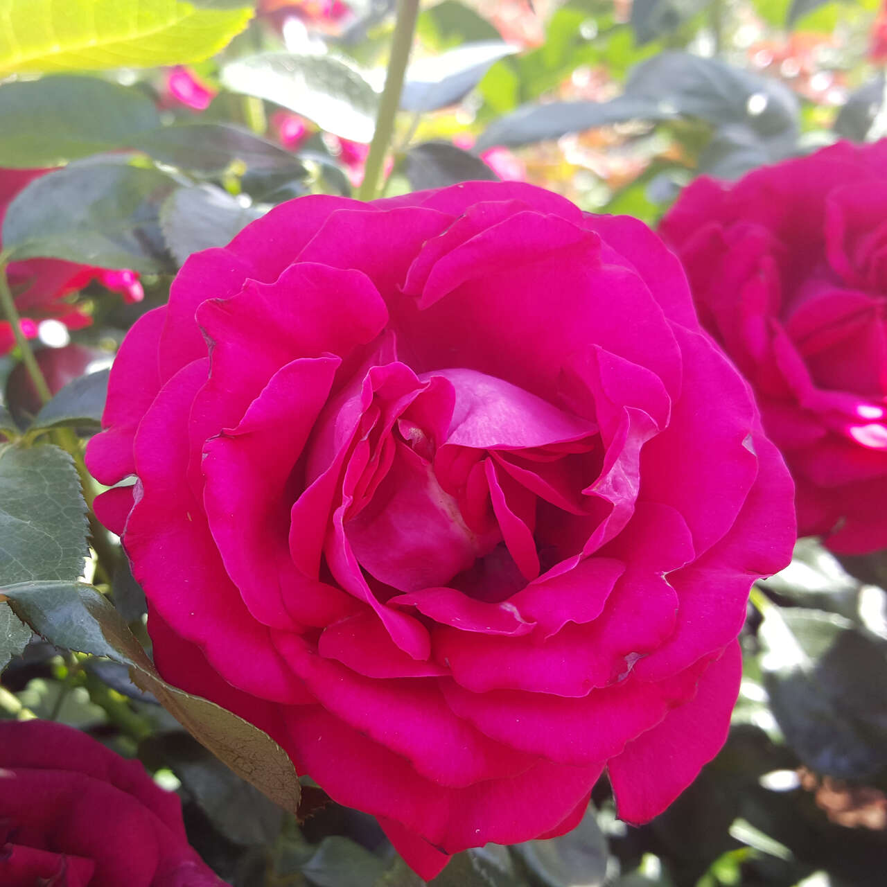 Edelrose - Rose 'Belles Rives' - rot