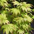 Acer palmatum 'Hogyoku': Bild 4/5