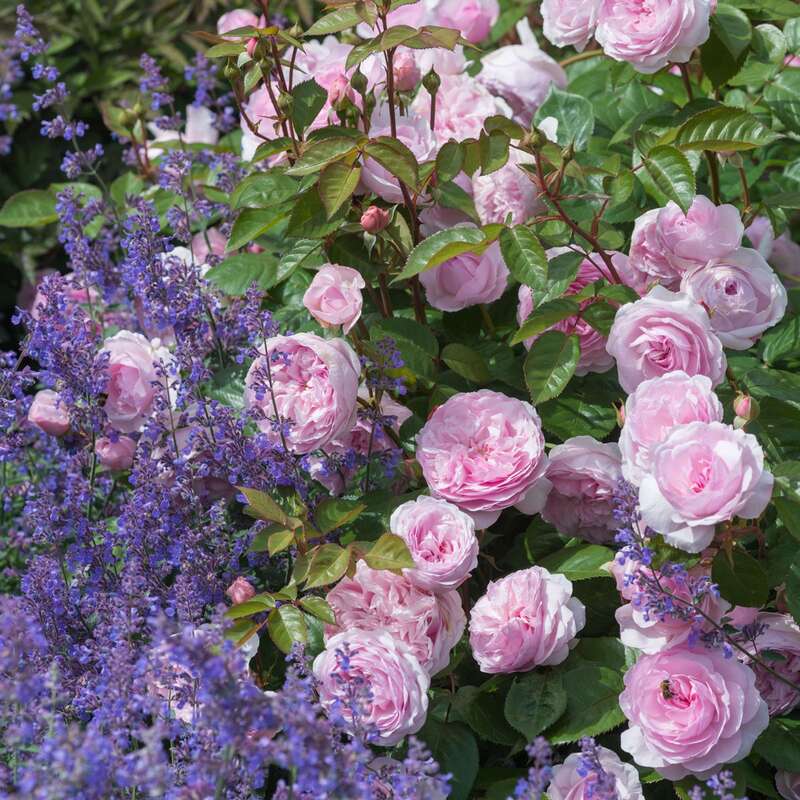 Englische Strauchrose Rose Olivia Rose Austin Rosa