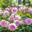 Rose 'Olivia Rose Austin': Bild 2/12