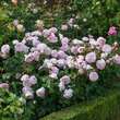 Rose 'Olivia Rose Austin': Bild 9/12