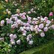 Rose 'Olivia Rose Austin': Bild 7/10