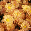 Chrysanthemum indicum 'Kleiner Bernstein': Bild 1/6
