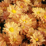 Chrysanthemum indicum 'Kleiner Bernstein' - Herbstchrysantheme