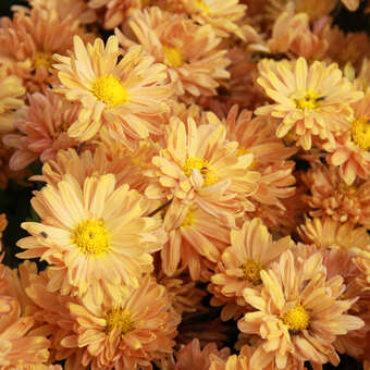 Chrysanthemum indicum 'Kleiner Bernstein'