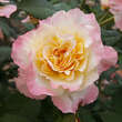 Rose 'Aquarell': Bild 3/5