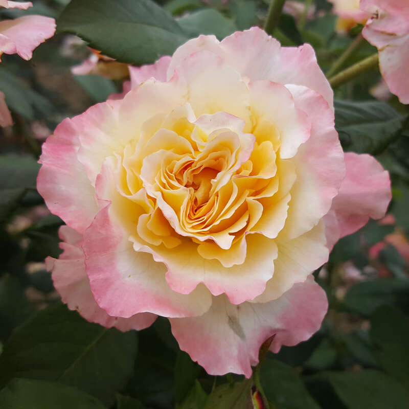 Edelrose - Rose 'Aquarell' - gelb