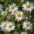 Boltonia asteroides 'Snowbank': Bild 2/3