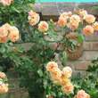 Rose 'Aloha': Bild 6/6