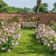 Rose 'Olivia Rose Austin': Bild 11/12