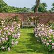 Rose 'Olivia Rose Austin': Bild 9/10