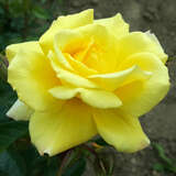 Rose 'Dukat' - Kletterrose