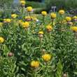 Centaurea macrocephala: Bild 3/3