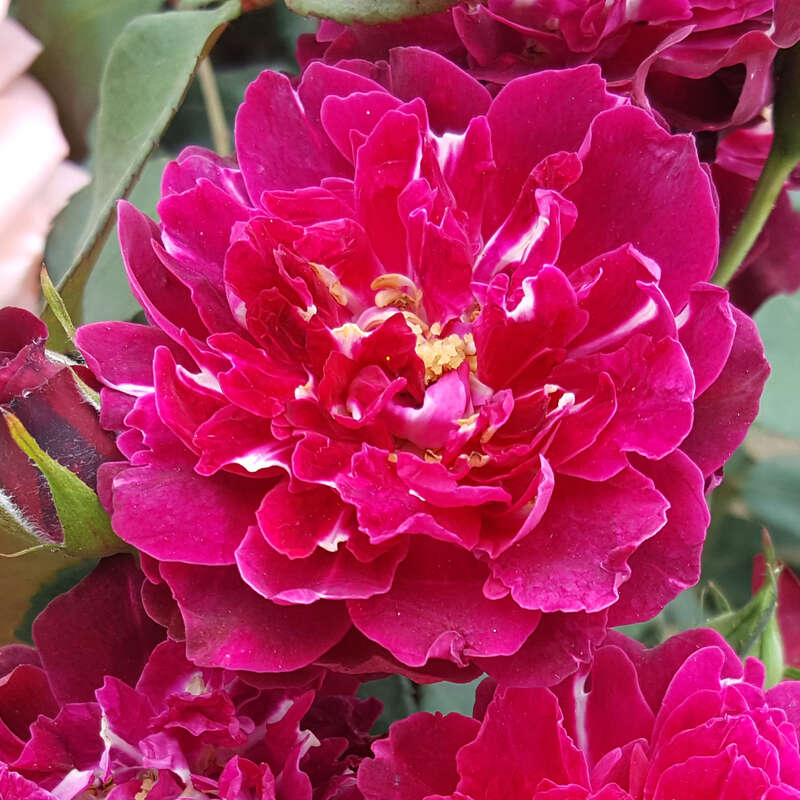 Englische Strauchrose - Rose 'Cardinal Hume' - rot
